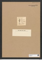 Plagiogramma obesum Grev. (de-Toni-Nr.: Genus 83, Species 2924) Zeichnungen Sammlung Grunow Nr. 5916 (NHMW-BOT-W0374377)